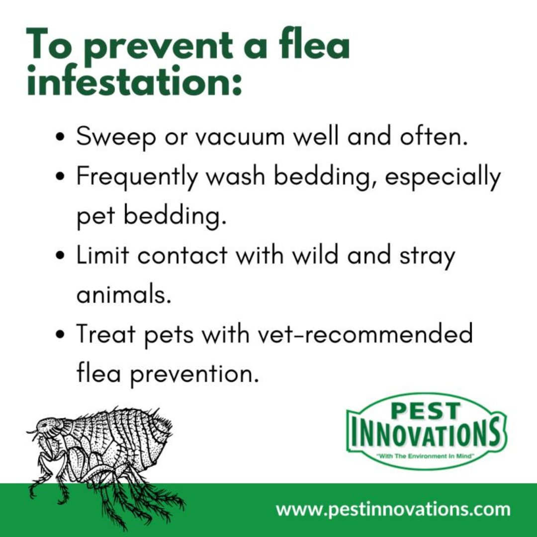 Flea prevention tips with Pest Innovations logo and website URL on a white background